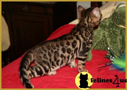Bengal Kittens
