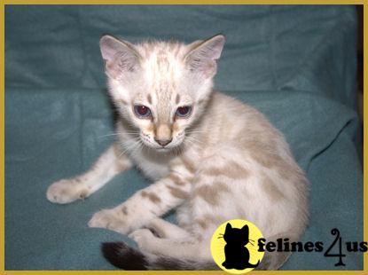 Bengal Kittens