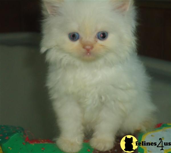 Kittens for Sale in Pennsylvania
