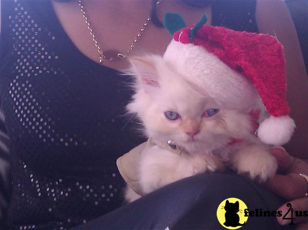 Kittens for Sale in Pennsylvania