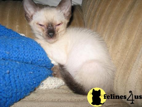 Siamese Kittens