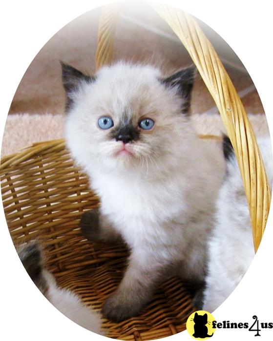 Himalayan Kittens in Florida