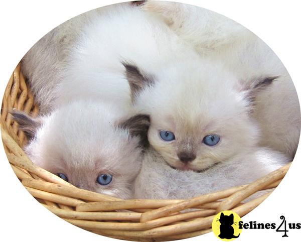 Himalayan Kittens in Florida