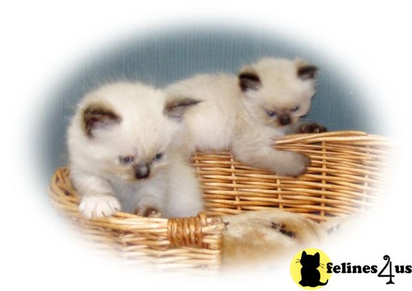 Himalayan Kittens in Florida