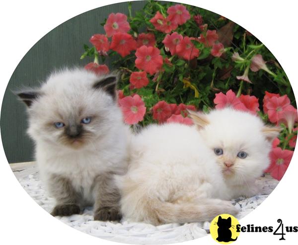 Himalayan Kittens in Florida