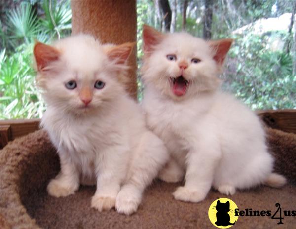 Himalayan Kittens in Florida