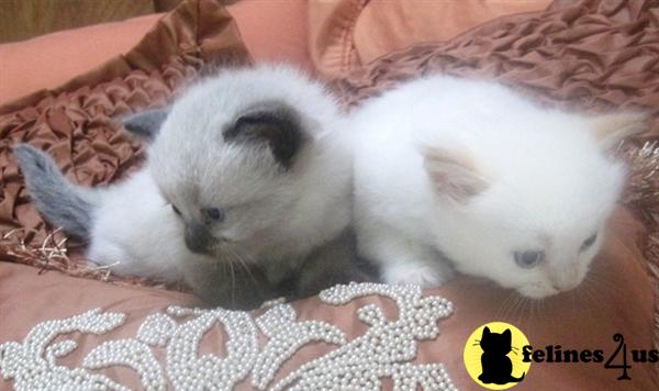 Kittens for Sale in Florida