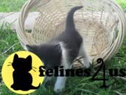 Kittens for Sale in Texas