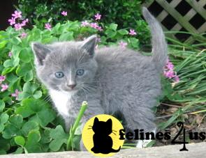 American Shorthair Kittens