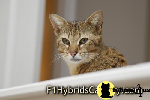 Cats for Sale