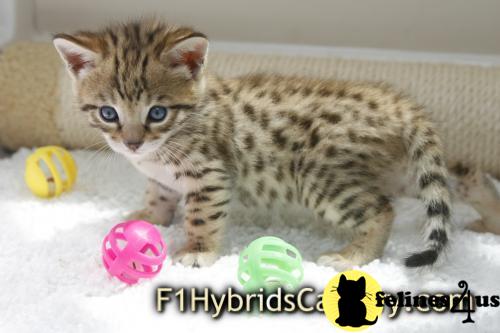 Savannah Kittens