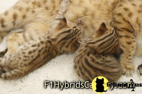Savannah Kittens