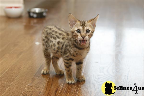Savannah Kittens