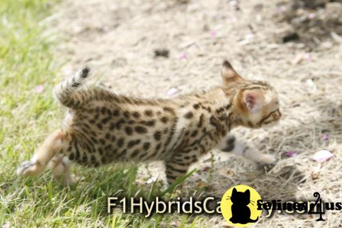 Savannah Kittens