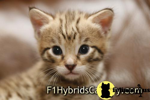 Savannah Kittens