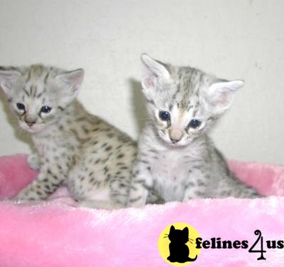 Savannah Kittens