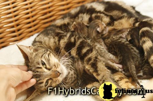 Bengal Kittens