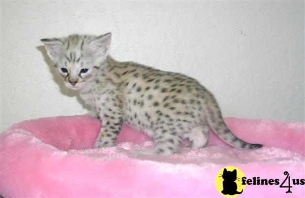 Savannah Kittens