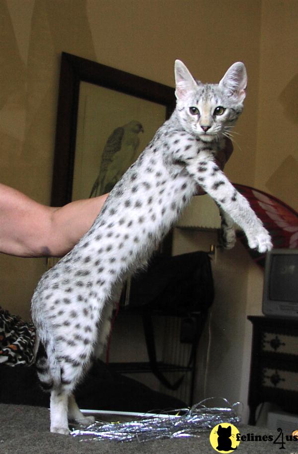Savannah Kittens