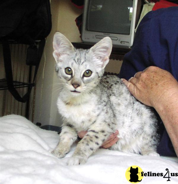 Savannah Kittens