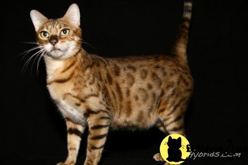 Bengal Kittens