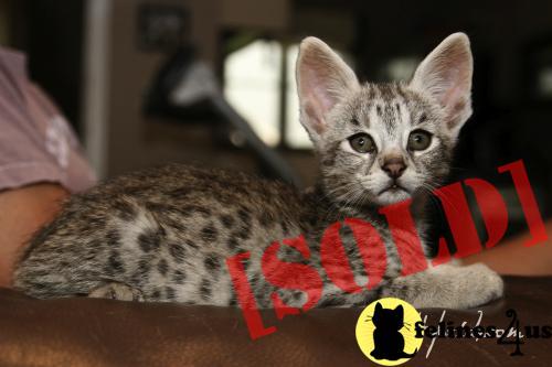 F2 Savannah Kitten for sale - Boomer
