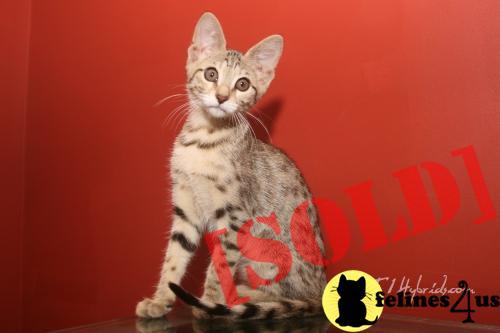 F6 Savannah kitten - Bombshell