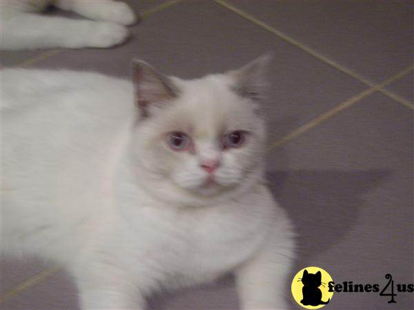 British Shorthair Kittens