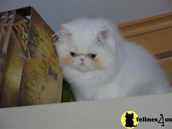 Kittens for Sale in New York