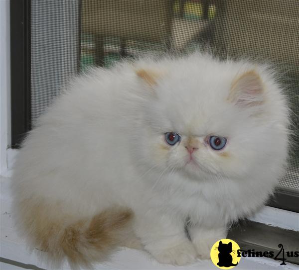 Kittens for Sale in New York