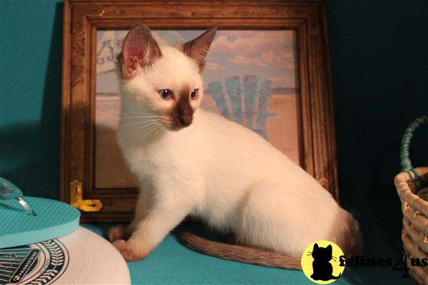 Siamese Kittens