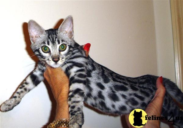 Sans Souci Bengals