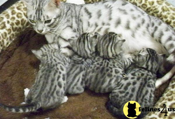 Bengal Kittens in Florida