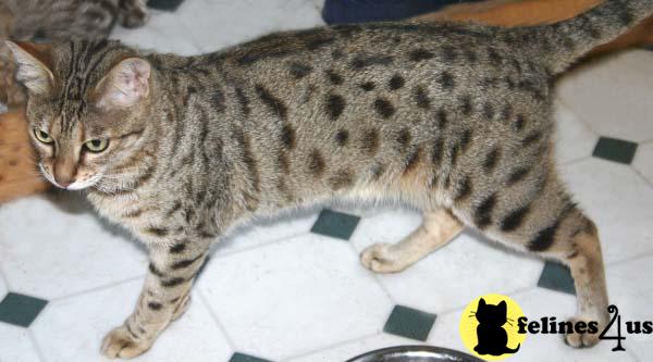 BEAUTIFUL F3 BREEDING FEMALE AS BREEDER OR PET