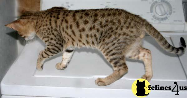 Cats for Sale