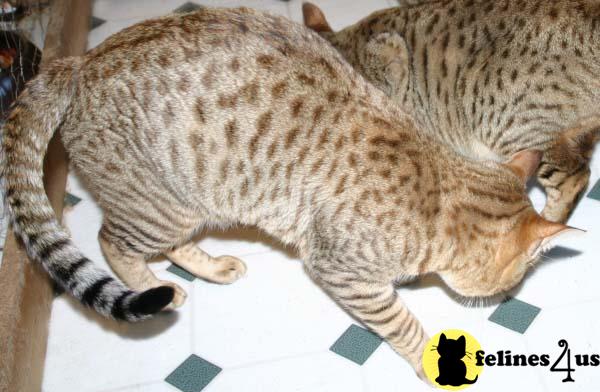 Savannah Cats For Sale In Idaho Savannah Cats For Sale In Idaho