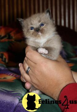 Kittens for Sale in Oklahoma