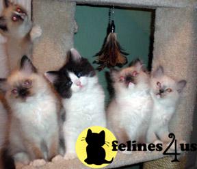 Christmas Kittens
