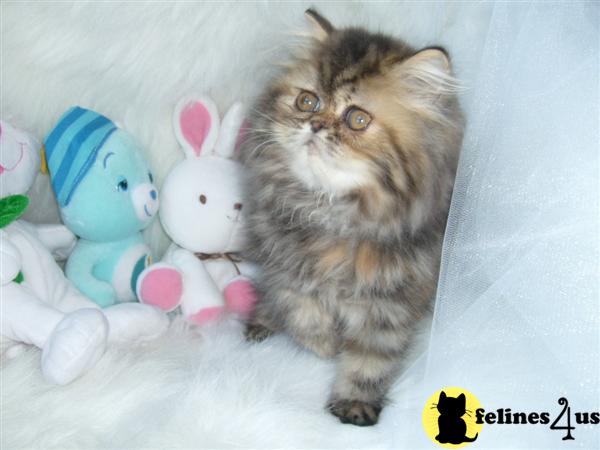 Kittens for Sale in Florida
