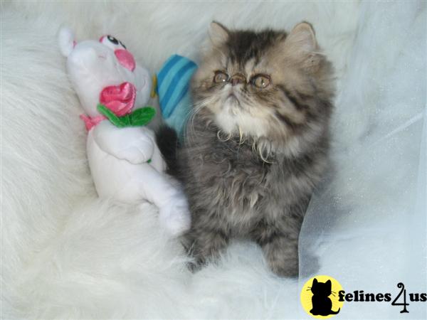 Kittens for Sale in Florida