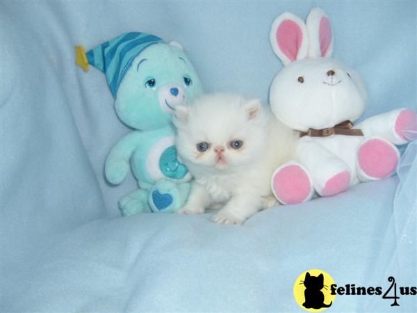 Kittens for Sale