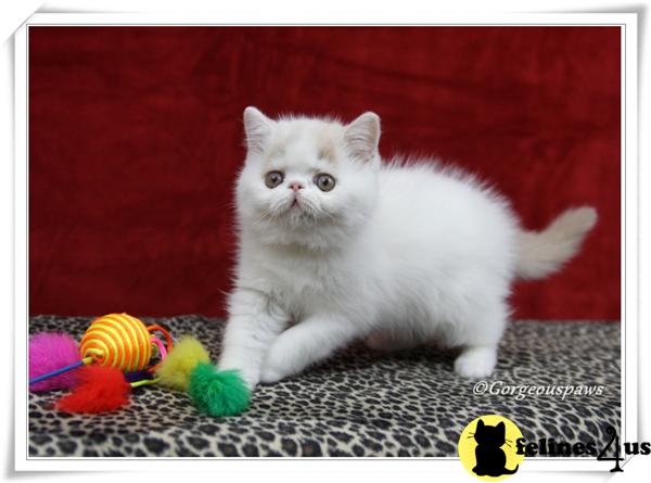 Exotic Shorthair Kittens in Pennsylvania