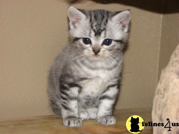 New Litter due  3/19 Reserve yours now