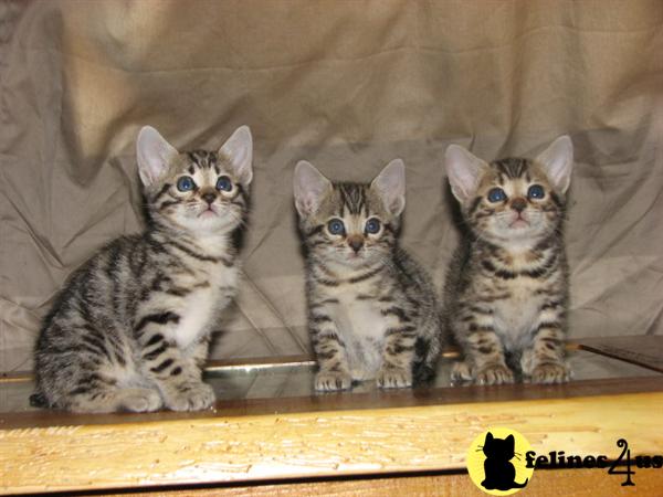 Kittens for Sale in Washington