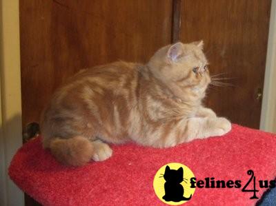CFA Registered Exotic Shorthair and Persian Kittens