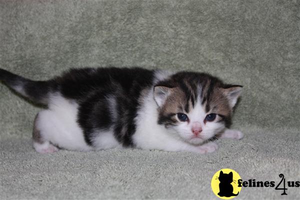 American Shorthair Kittens