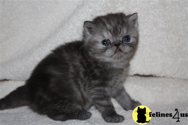 Exotic Shorthair Kittens