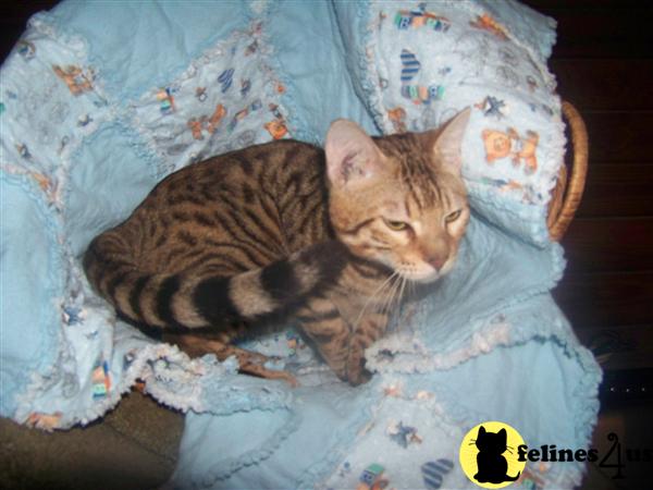 Bengal Kittens