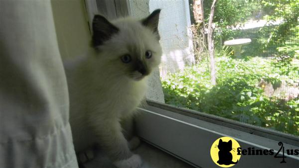 Ragdoll Kittens