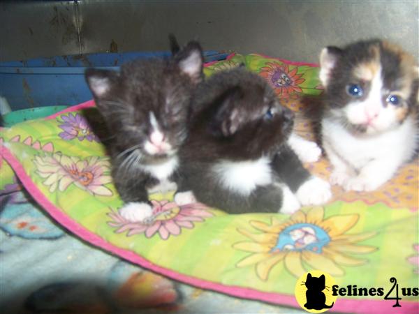 Munchkin Kittens